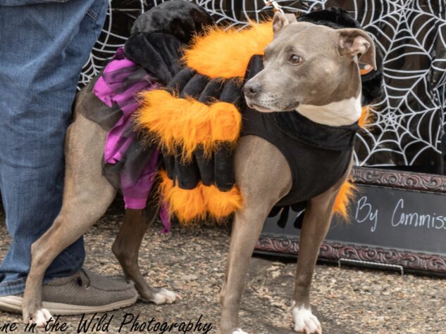 La Junta Tarantula Fest Parade 2022 - Dog in costume