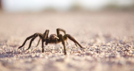 Tarantula on gravel road