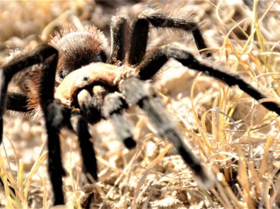 close up of tarantula