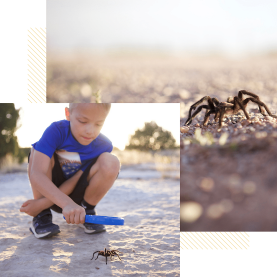 A child looking over a tarantula during the annual La Junta Tarantula Trek Tour