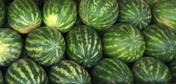 Knapp's watermelons