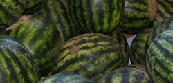 Smith Farm watermelons